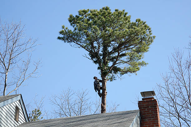 How Our Tree Care Process Works  in  Kathleen, FL